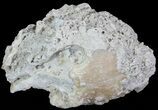 Crystal Filled Fossil Whelk - Rucks Pit, FL #69067-2